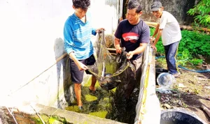 Semangat MBALUR Wujud Nyata Persaudaraan Umat 1