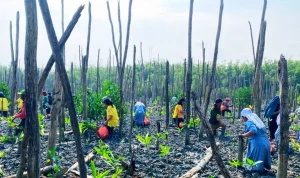 Taman Mangrove Rawat Ciptaan demi Generasi Mendatang 1